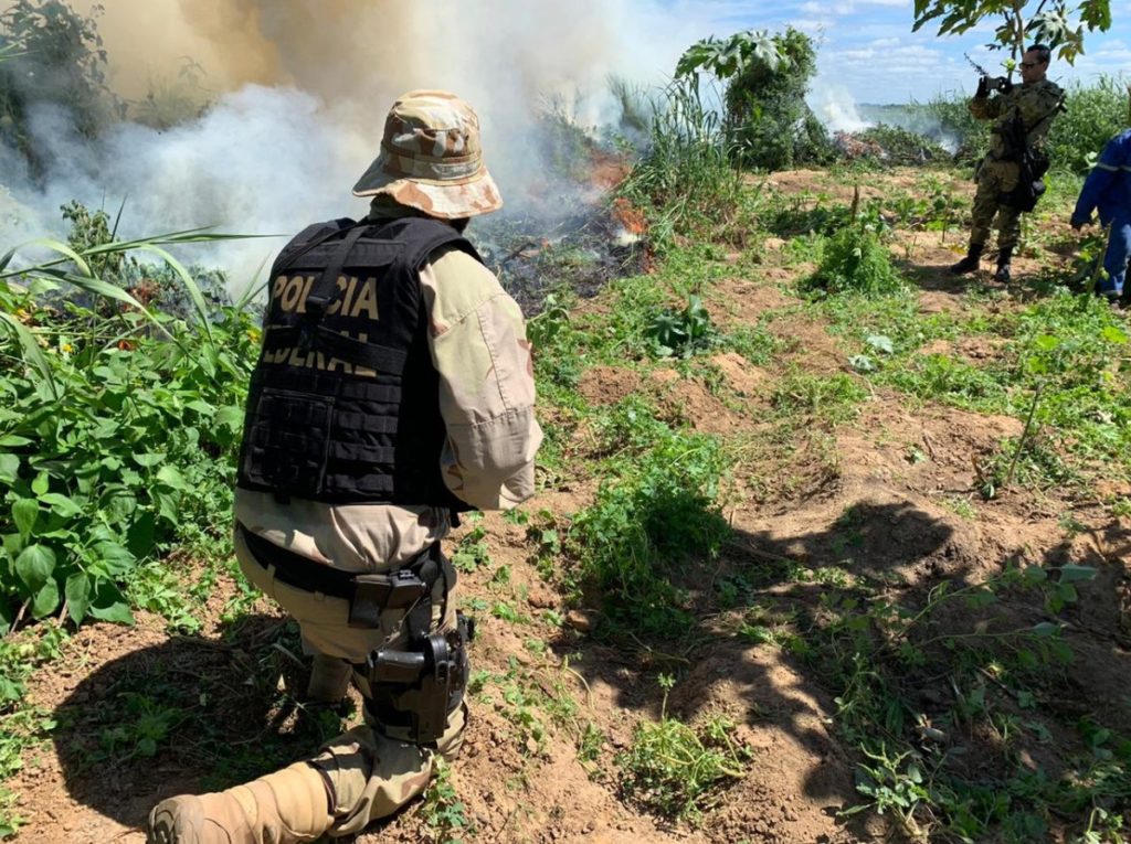 Operação Facheiro II erradica pés de maconha em regiões do Sertão de PE — Foto: Divulgação/ PF