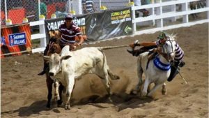 Lei-que-regulamenta-vaquejada-divide-opiniões-entre-criadores-de-cavalos-e-defensores-dos-animais-em-Pernambuco