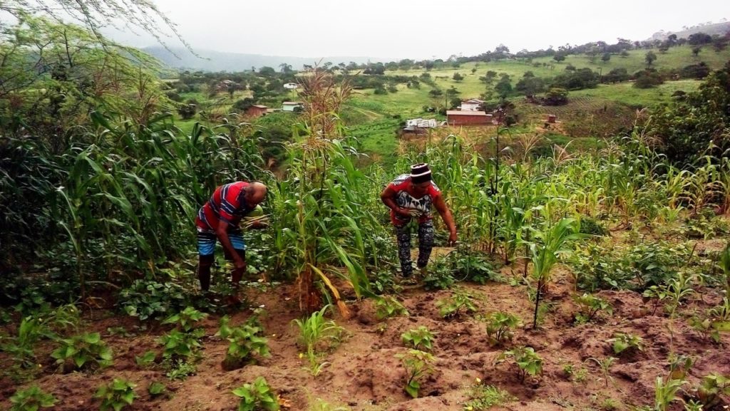 Garantia-Safra já contempla 17 mil agricultores em Pernambuco