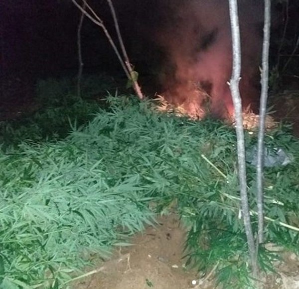 afnewsOperação-erradica-mais-de-5-mil-pés-de-maconha-em-Dormentes-PE