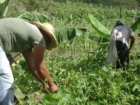 Agricultura Familiar