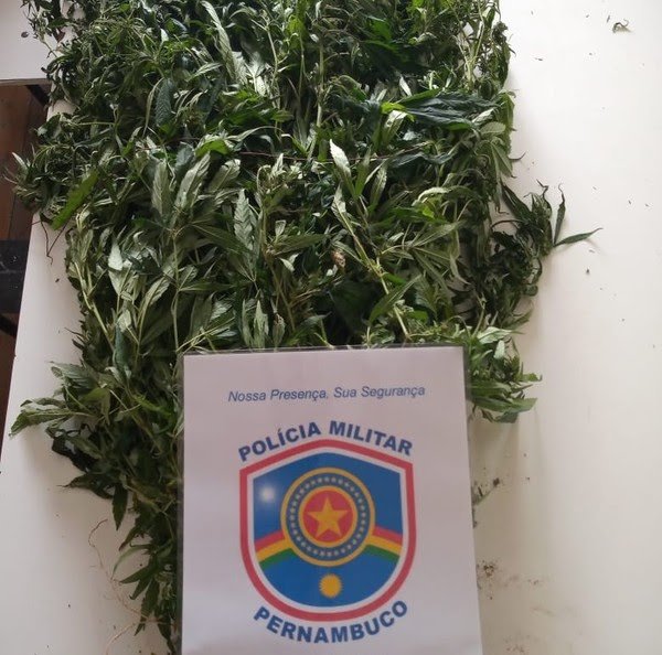 Roça de Maconha em Santa Maria da Boa Vista — Foto: Polícia Militar